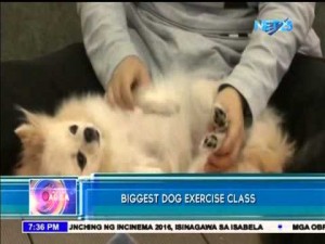 Exercise Class para sa mga Aso, Ginanap sa Hong Kong