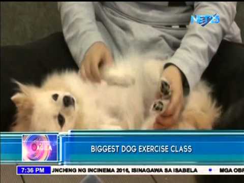 Exercise Class para sa mga Aso, Ginanap sa Hong Kong
