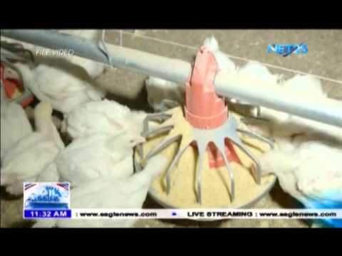 Mass vaccination ng mga manok sa Albay isasagawa kontra Avian pest