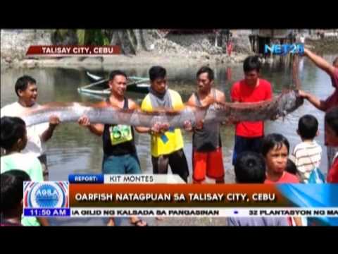 Oarfish natagpuan sa Talisay City, Cebu