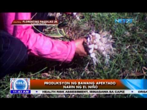 Produksyon ng bawang apektado na rin ng El Niño