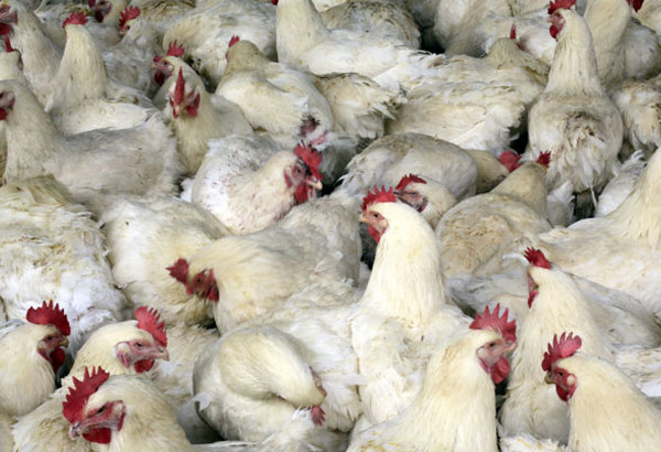 bird flu2