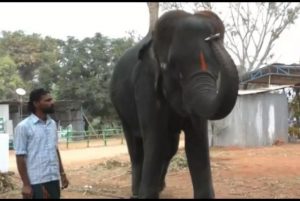 Musical-elephant-shows-off-harmonica-skills-in-India