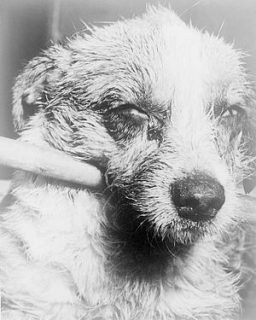 Dog_with_rabies