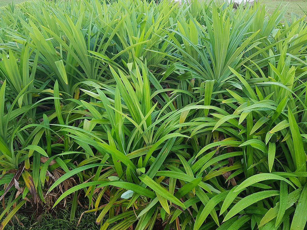 1024px-Pandan_Leaves