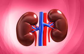 kidney1