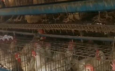 manok