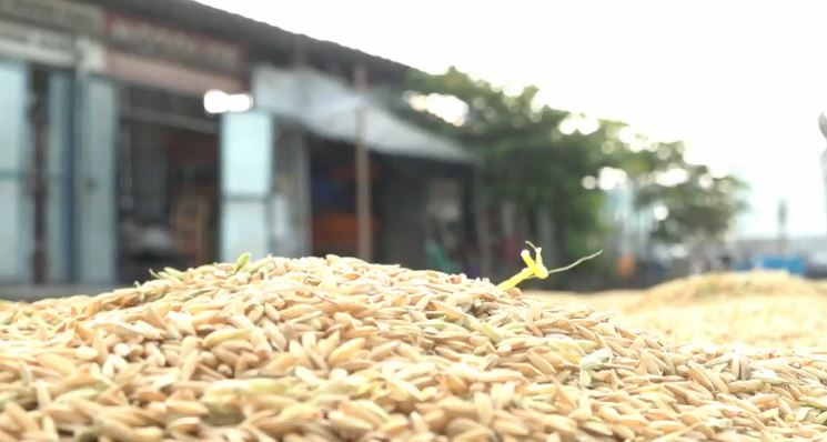rice tarif