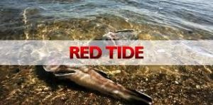 red-tide