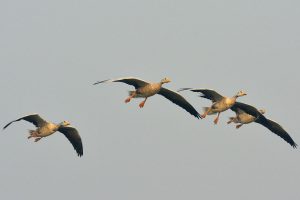Migratory Birds 1