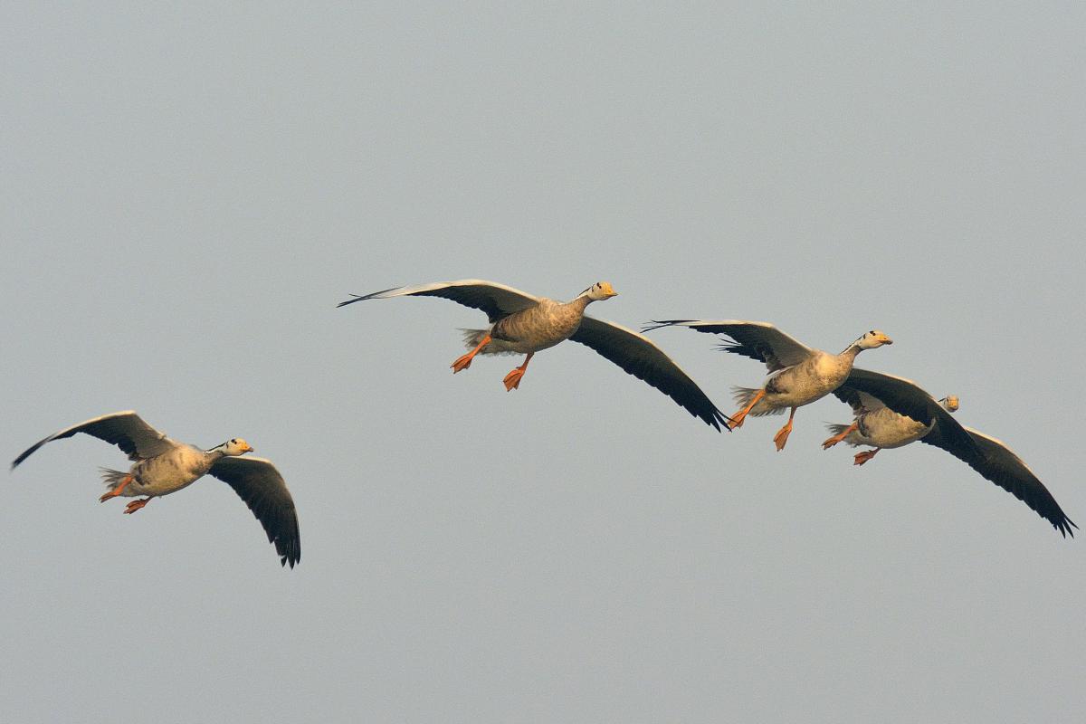 Migratory Birds 1
