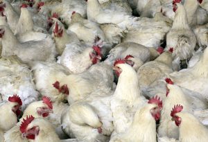 bird flu2