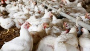 birdflu