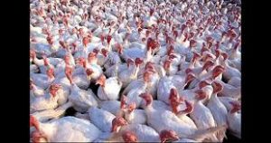 birdflu1