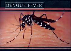 dengue