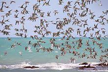 migratory