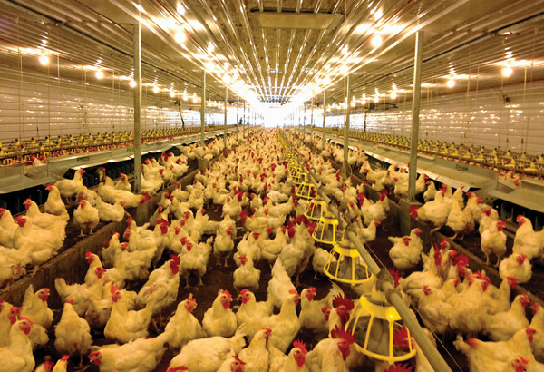 poultry-sector-4