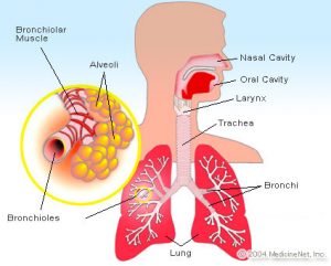 lungs