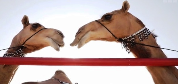 camel
