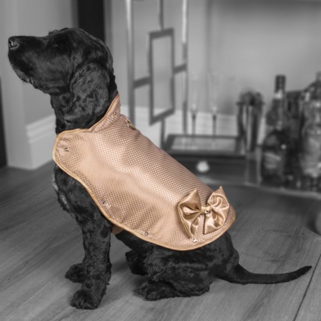 doggy-armour-gold