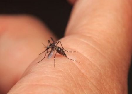 Dengue-And-The-Silent-Majority-30cbb459p86vtp1wm5fn5s