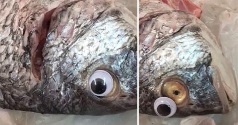 plastic-eye-fish-750x394