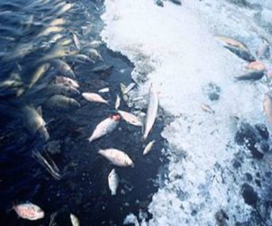 300px-Fish_kill_pollution