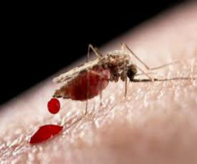 dengue
