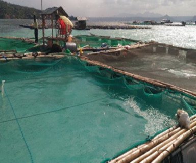 bfar-calabarzon-monitors-fish-kill-over-taal-lake