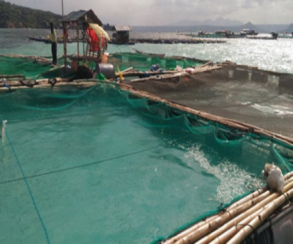 bfar-calabarzon-monitors-fish-kill-over-taal-lake