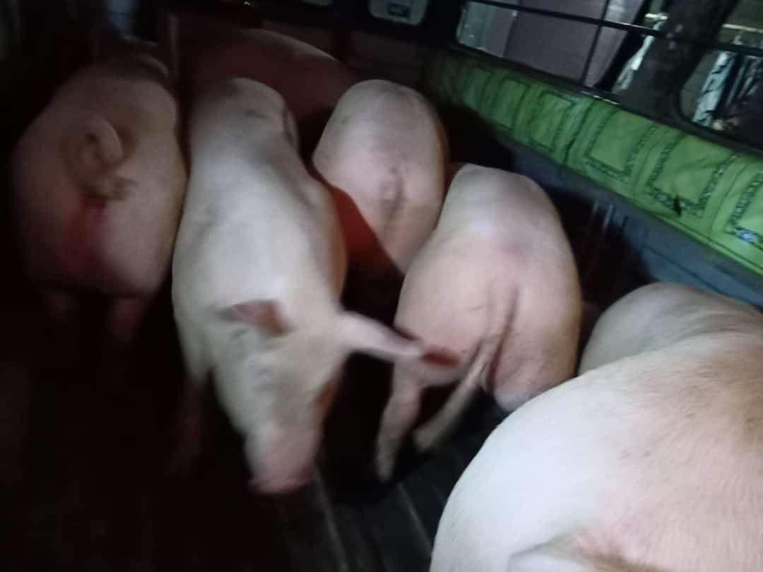Pangasinan Baboy