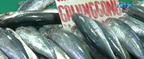 mga-nakuhang-sample-ng-galunggon