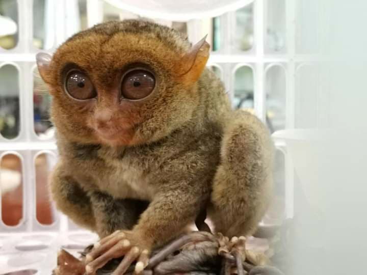 TARSIER