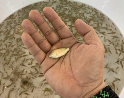 tilapia