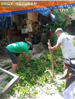 tree trimming