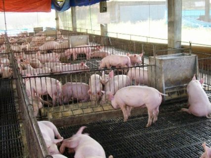 LIVESTOCK-DA-AFID-FOTOBANK-15