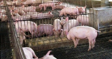 swine-photo