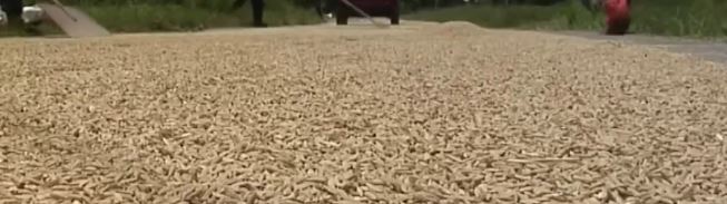 palay