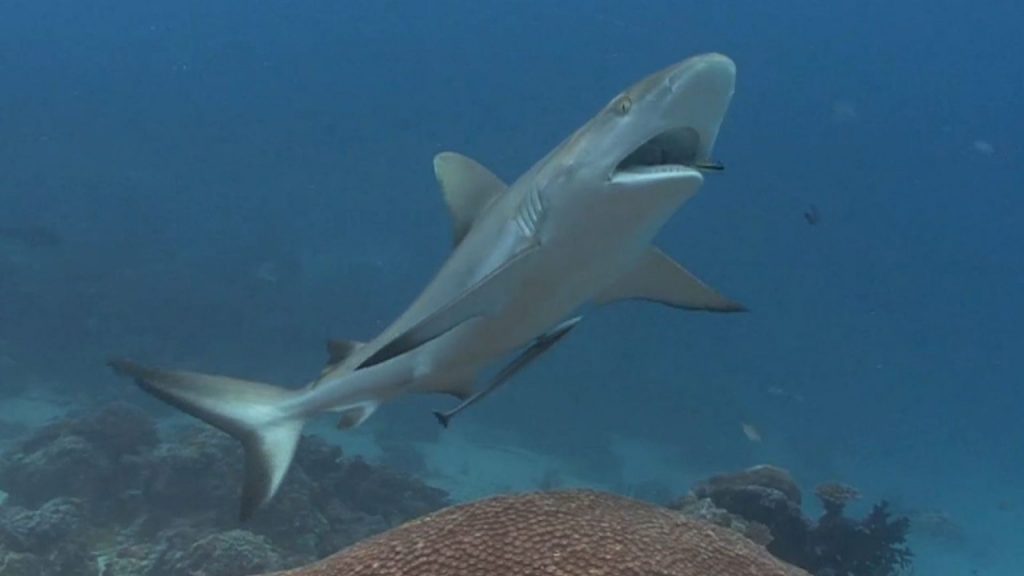 SHARK-ATTACK-FLORIDA