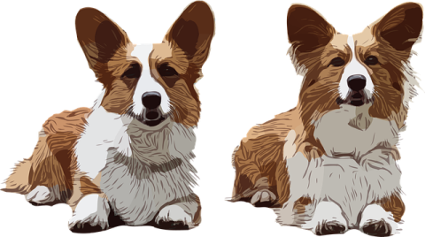 corgi-g9f7f77aa9_640