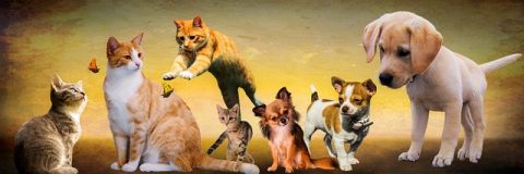 animals-g408f76821_640