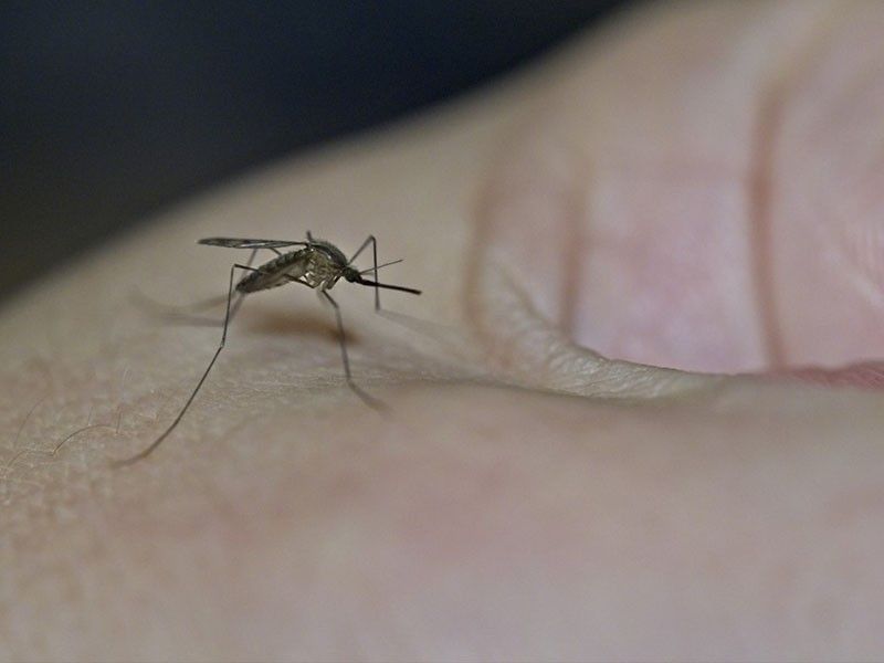 DENGUE