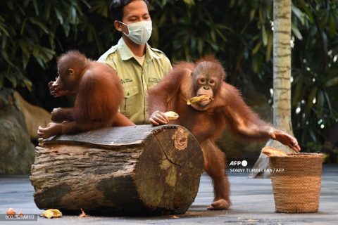 INDONESIA-ORANGUTAN