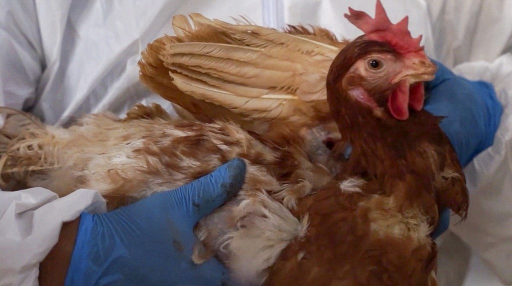 ECUADOR-HEALTH-ANIMAL-BIRD-FLU