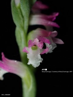 GLASS-LIKE-ORCHID