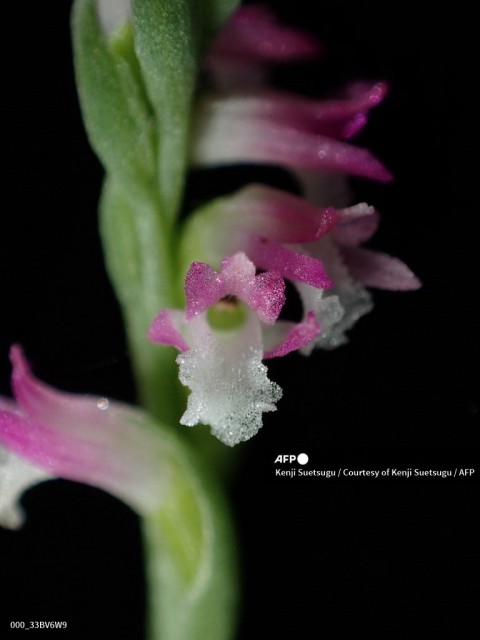 GLASS-LIKE-ORCHID