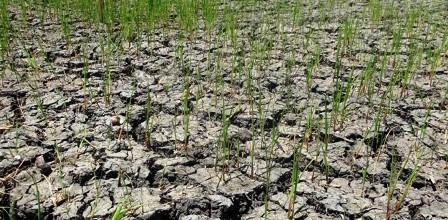 drought