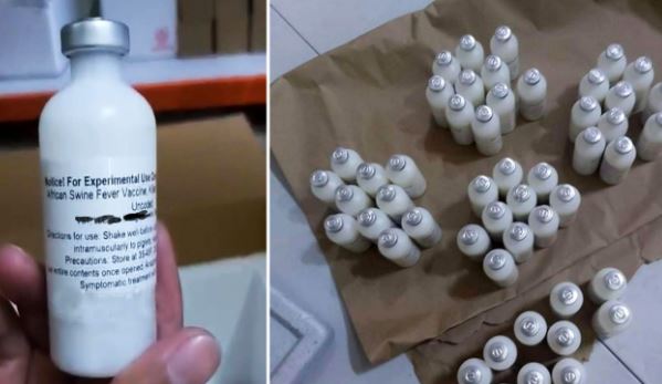 asf vaccine