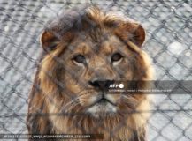 Zookeeper sa Japan patay nang atakihin ng leon