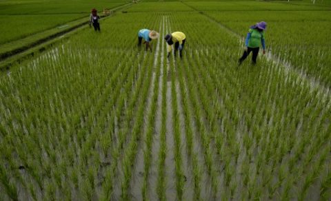 PHILIPPINES-CHINA-FOOD-SCIENCE-FARMING-RICE-IRRI